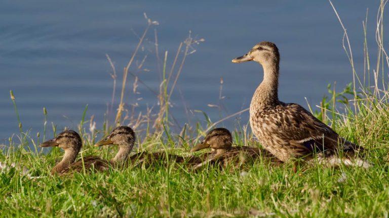 冷熱水機：溫暖生活的智能伴侶