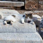 動物醫院：守護生命的聖所