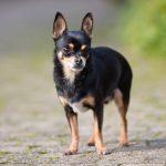 寵物美容課程：打造專業與熱情兼具的美麗寵物世界