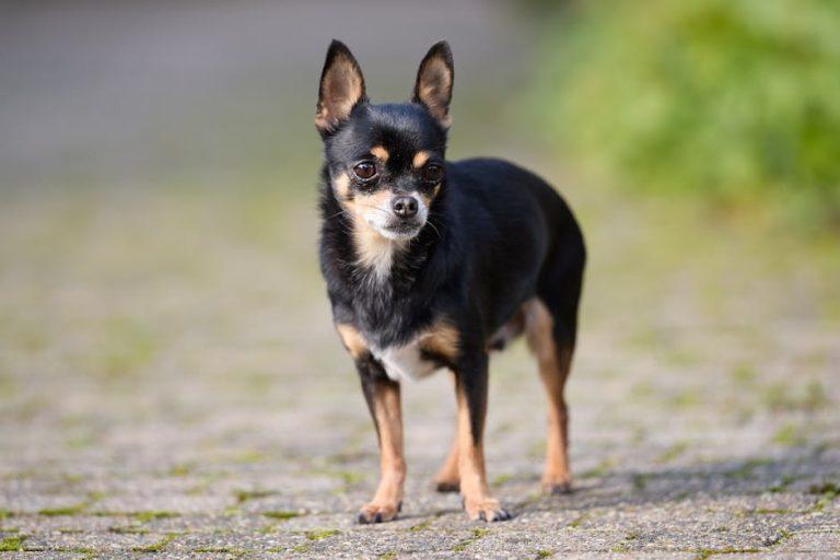 寵物美容課程：打造專業與熱情兼具的美麗寵物世界