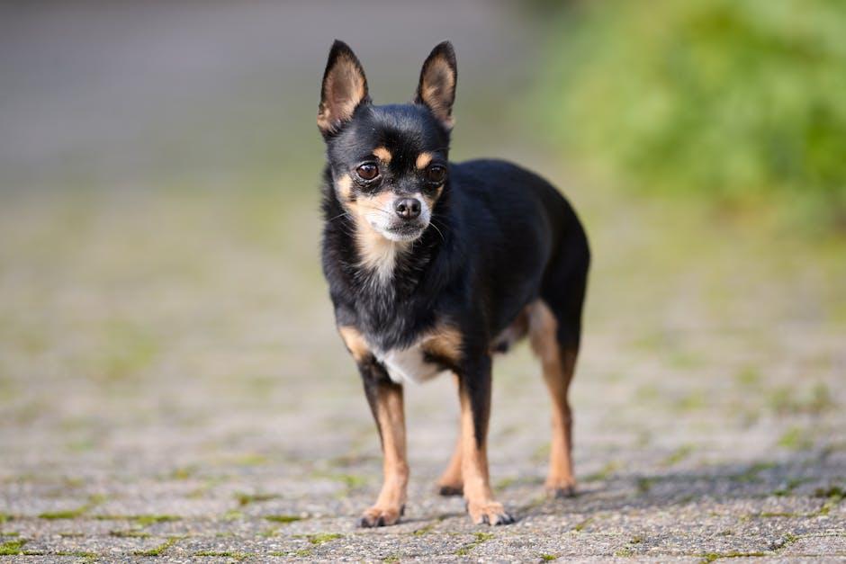 寵物美容課程：打造專業與熱情兼具的美麗寵物世界