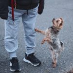 寵物善終的重要性與實踐分析