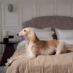 寵物友善酒店：打造無憂旅程的關鍵選擇