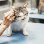 選擇優質動物醫院的完整指南：守護寵物健康的關鍵要素