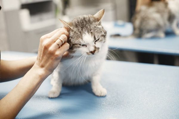 選擇優質動物醫院的完整指南：守護寵物健康的關鍵要素
