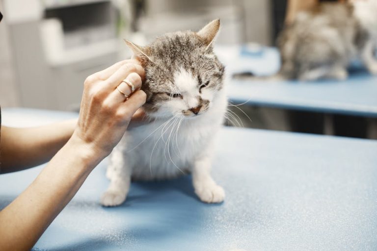 選擇優質動物醫院的完整指南：守護寵物健康的關鍵要素